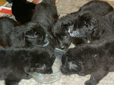 First meal, 3 weeks old