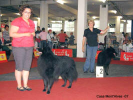 Croatia in June 2007. Winner of the champion class with CAC.