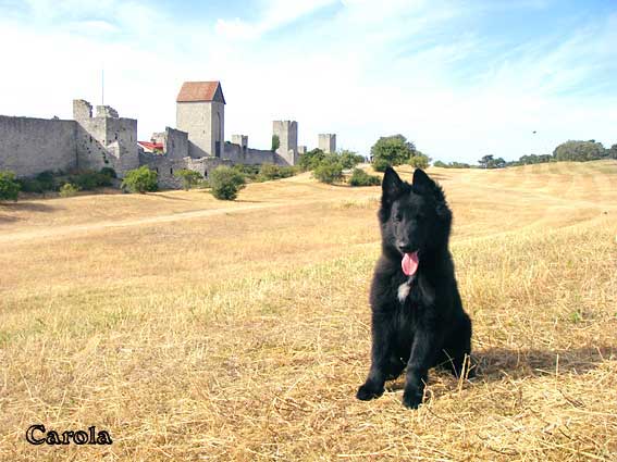 Yoda, 3 months, in front of Visby's ring wall