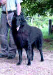 Vito Comme un Reve Noir, 2,5 years old.Greco x Astra